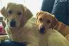 two golden retriever dogs who are part of a fostering family