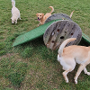 three golden retrievers play in an agility field